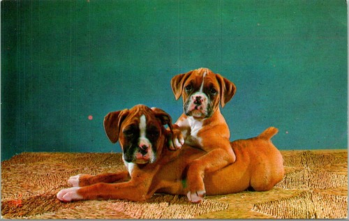 Purebred boxer puppies - purebred,
