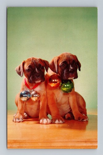 Two cute boxer - cute,