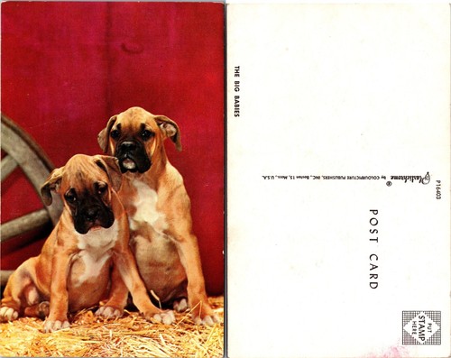 Two boxer puppies - boxer, the