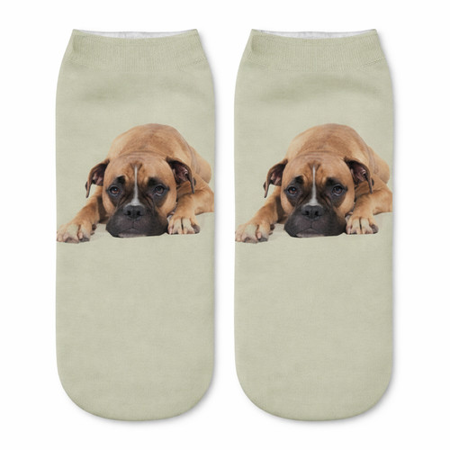 Boxer dog cute - dog,