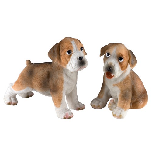 Pair boxer puppy dog - of,